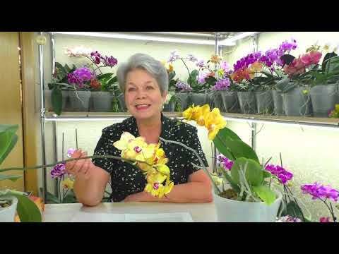 Видео: №20. Ответы на вопросы ИЗ ЖИЗНИ ОРХИДЕЙ 💐 "Вопрос в КОПИЛКУ Знаний" от ПОДПИСЧИКОВ 😊  15.01.2022г.