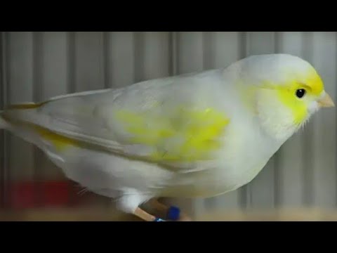 Видео: Qush bozor Andijon soy kanareyka qush bozori //куш бозор андижан сой канарейка куш бозори