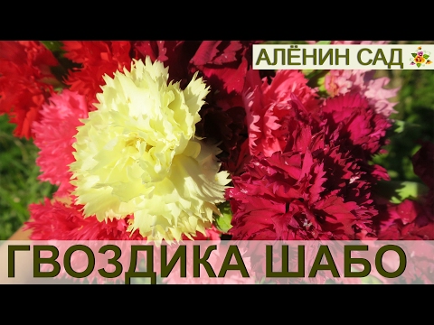 Видео: ГВОЗДИКА Шабо. 2. Высадка и ЦВЕТЕНИЕ // Carnation. 2. Planting and flowering