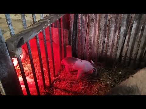 Видео: Поросятам 6 днів — малюки ростуть та міцніють