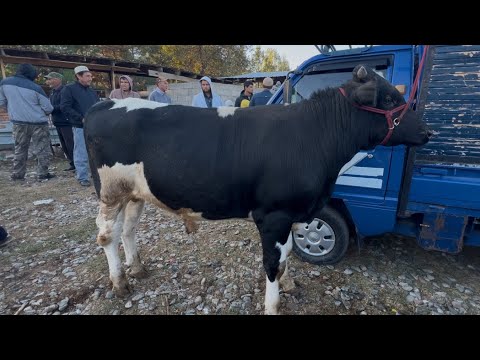 Видео: МОЛБОЗОРИ ЧУЗИ ШАХРИНАВ НАРХИ БУЗ ГУСФАНД БУКА 18 октября 2024 г.