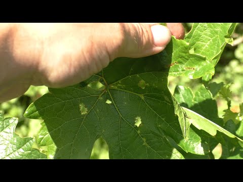Видео: Дырявые листья на винограде. Не спешите с обработкой пока не сделаете это