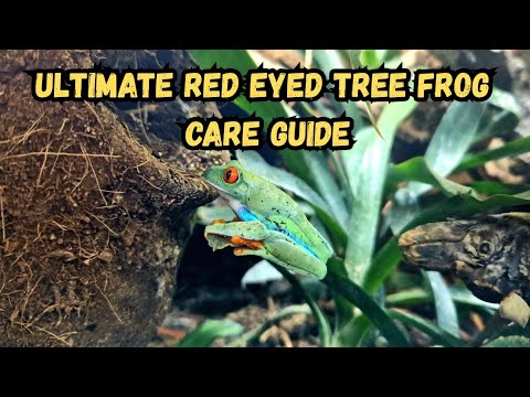 Видео: Руководство по уходу и содержанию красноглазой древесной лягушки | (Полное руководство для начина...