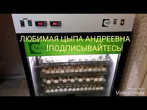 Видео: Ну что!? Поехали 🚀🚀🚀!!! Инкубируем в NBF-600