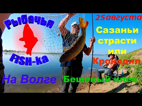 Видео: Рыбалка на Волге! Сазаньи страсти или Крокодил... Часть 3.