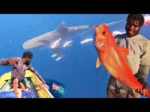 Видео: 2 ДНЯ МОРСКОЙ КОММЕРЧЕСКОЙ ЛОВЛИ ГИГАНТСКОГО КОРОЛЕВСКОГО ЛЮКОЗЯИНА. #глубокоепадение