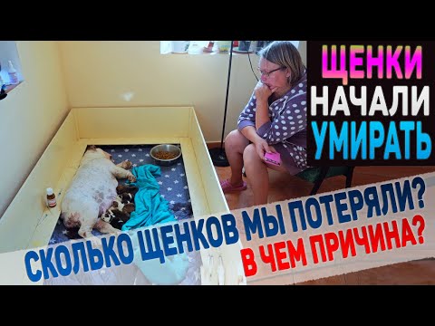 Видео: С щенками ВСЁ ПЛОХО! Сколько их осталось?