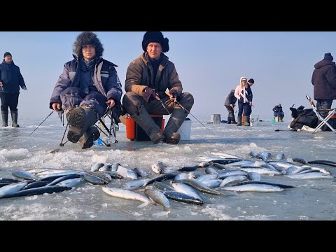 Видео: МНОГО РЫБЫ. Селёдка Как из Бочки! Рыбалка в Приморье.