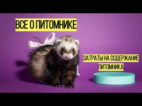 Видео: Часть 2 Интервью с заводчиком / Правда о питомнике