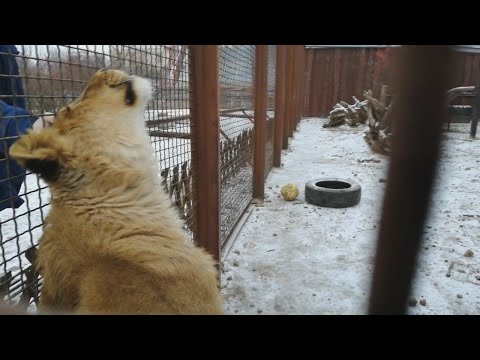 Видео: Львенок Шерхан научился заходить в теплый домик! Тигрица Сима и леопард Порш -коты на снегу.