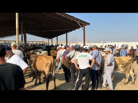 Видео: БАЯМАН БАТЫР МАЛ БАЗАРЫ!!! Халмион !! 18-Июль РЕАЛДУУ БААЛАР