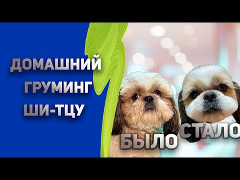 Видео: Стрижка ши-тцу.