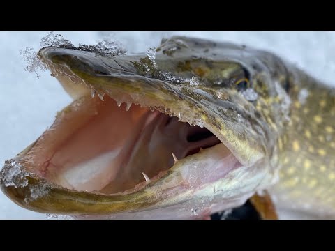 Видео: ЩУКА КЛЮЄ У ВІДЛИГУ! РИБОЛОВЛЯ НА ЩУКУ! ЗИМОВИЙ СПІНІНГ