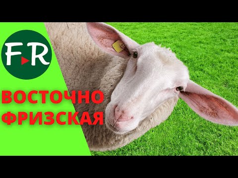 Видео: Молочные овцы. Восточно-фризская порода. Чёрный ост-фриз! Ферма Тверской Урожай.