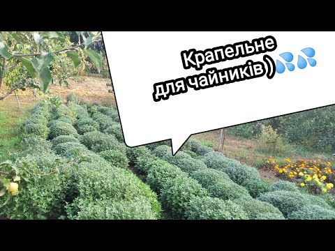 Видео: Крапельне зрошення для початківців. З чого почати?