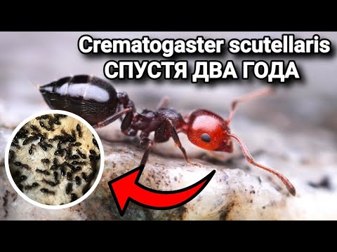 Видео: ЧТО СЛУЧИЛОСЬ С Crematogaster scutellaris СПУСТЯ ДВА ГОДА?