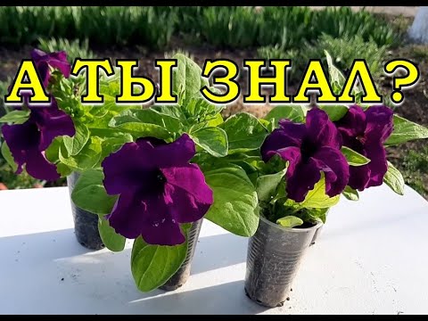 Видео: ПЕТУНИЯ: ОТ посева ДО цветения за 6 минут🌻🌻🌻