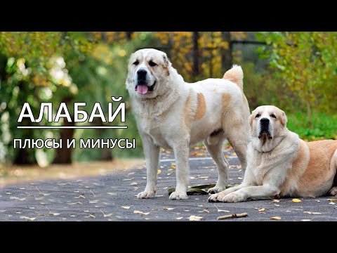 Видео: СРЕДНЕАЗИАТСКАЯ ОВЧАРКА (АЛАБАЙ). Плюсы и минусы азиата CENTRAL ASIAN SHEPHERD DOG (ALABAY)