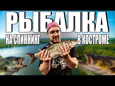 Видео: ОКУНЬ И ЩУКА НА КАЖДОМ ЗАБРОСЕ? | РЫБАЛКА НА СПИННИНГ В КОСТРОМЕ | ХИЩНИК НА ВОЛГЕ |
