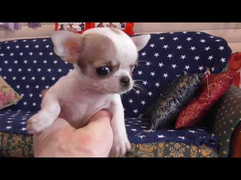Видео: Мини щенки ЧИХУАХУА