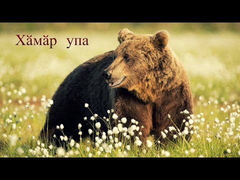 Видео: Упа  🐻
