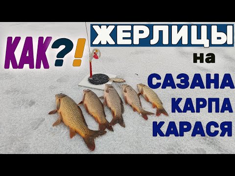 Видео: Как ЛОВИТЬ КАРПА ЗИМОЙ! ЭТА СНАСТЬ КОСИТ РЫБУ!.... ЖЕРЛИЦЫ на САЗАНА - тебя НЕ ПУСТЯТ на ПЛАТНИКИ!