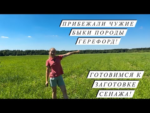 Видео: Приехал папа!Научились варить новый сыр! Ферма растёт и развивается!