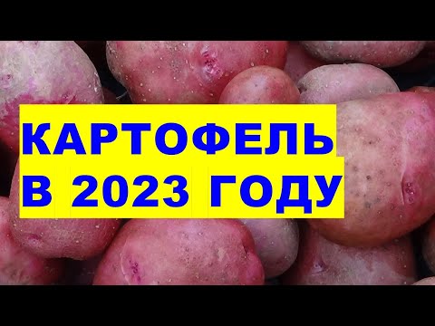 Видео: Особенности выращивания картофеля в 2023 году