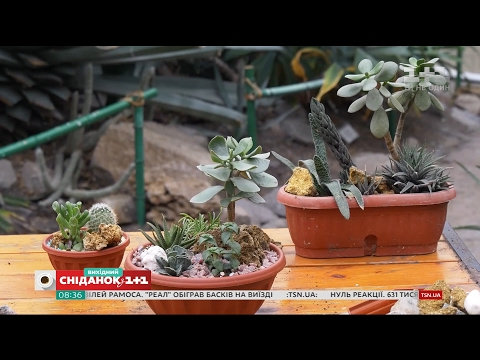 Видео: Суккуленты: уход, выращивание и размножение - Садоводство для чайников
