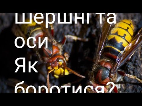 Видео: Шершні та оси Як боротися? дієвий метод