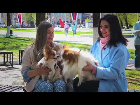 Видео: Дай лапу, папийон!