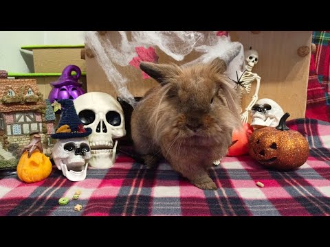 Видео: Зло не дремлет! Зло тебя съест! 🎃😈💀 Evil never sleeps! Evil will eat you!