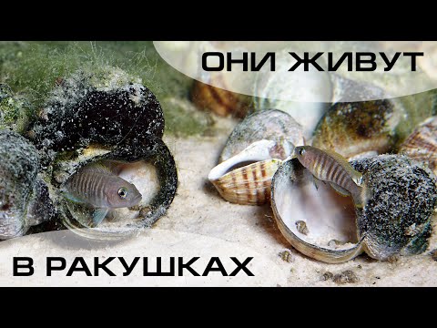 Видео: Биотопный аквариум для ракушковых цихлид. Часть 1. Где брать информацию?