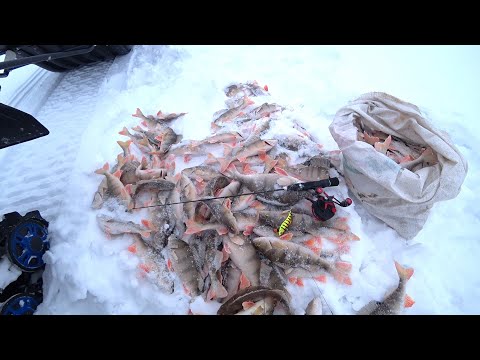 Видео: Я В ШОКЕ! Мешок огромных окуней с одной лунки. Рыбалка на вибы и раттлины.