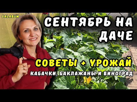 Видео: Урожай в Сентябре: Как Мы Убираем Сливу и Виноград + Уход за Грядками.