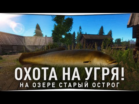 Видео: Озеро Старый Острог • Угорь и Амуры • Русская Рыбалка 4