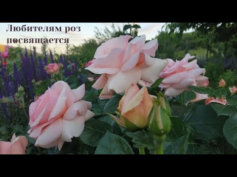 Видео: Все розы нашего сада. С названиями сортов.
