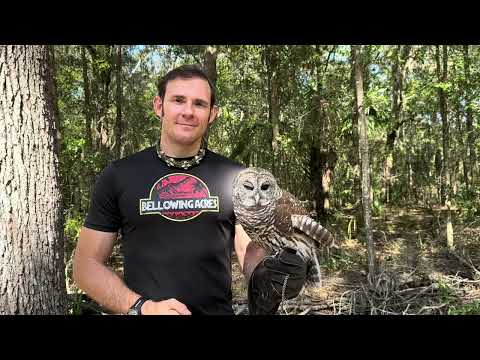 Видео: Влог о сове Калузе и святилище!!