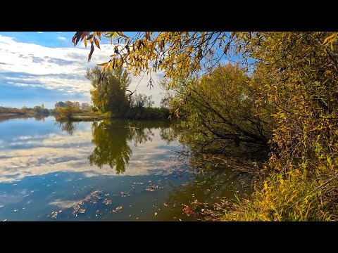 Видео: Началось всё с дождя ! Рыбачим на протоке "Талая".