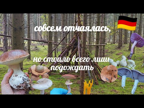 Видео: Думала, день потерян... а оказалось, что это лучший грибной поход! Смотреть до конца 👀