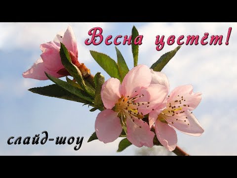 Видео: Весна цветёт!