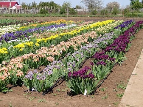 Видео: Карликовые ирисы.Частная коллекция .Наш сайт -flowersi.com.ua.
