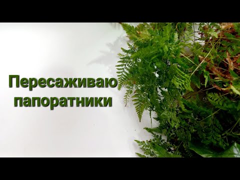 Видео: 345. ЦВЕТЫ: Пересаживаю папоротники.