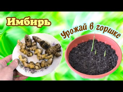 Видео: Имбирь. Первый урожай в горшке