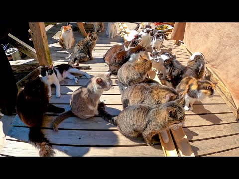 Видео: Кошек больше, чем людей! Идеальный день среди 100 кошек на острове кошек 🐾🇯🇵 | Tashirojima