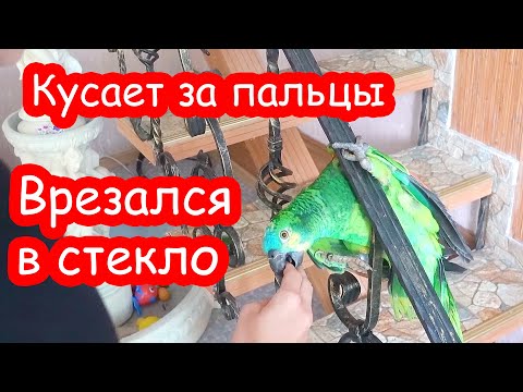 Видео: VLOG Мы выпустили Прошу