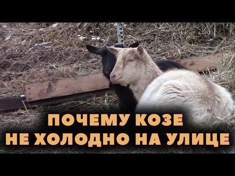 Видео: Почему козам не холодно зимой на улице