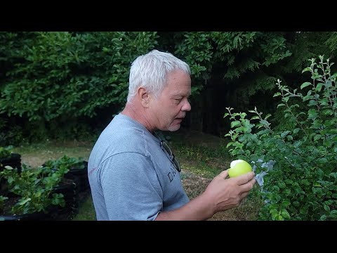 Видео: МУЖ ЕСТЬ ЯБЛОКИ С ДЕРЕВА, РАДУЖНУЮ МОРКОВЬ, ЧЕРНИКУ