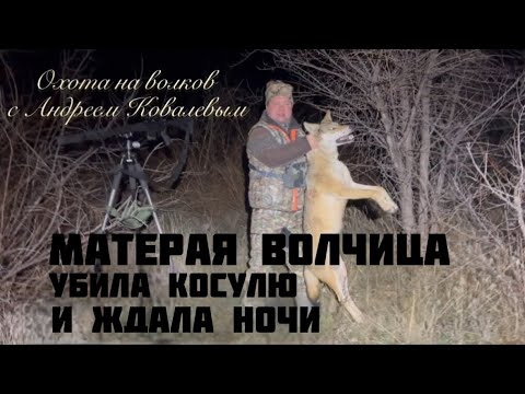 Видео: Охота на Волков. Матерая убила косулю и ждала ночи…