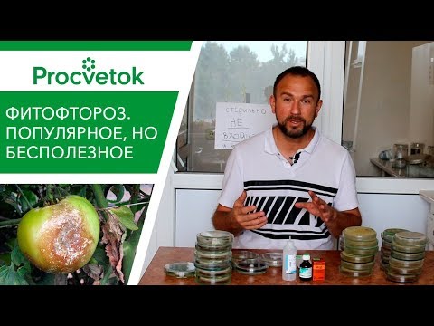 Видео: Фитофтора томатов и картофеля. 25 минут на знания или годы на бесполезные супер-средства?